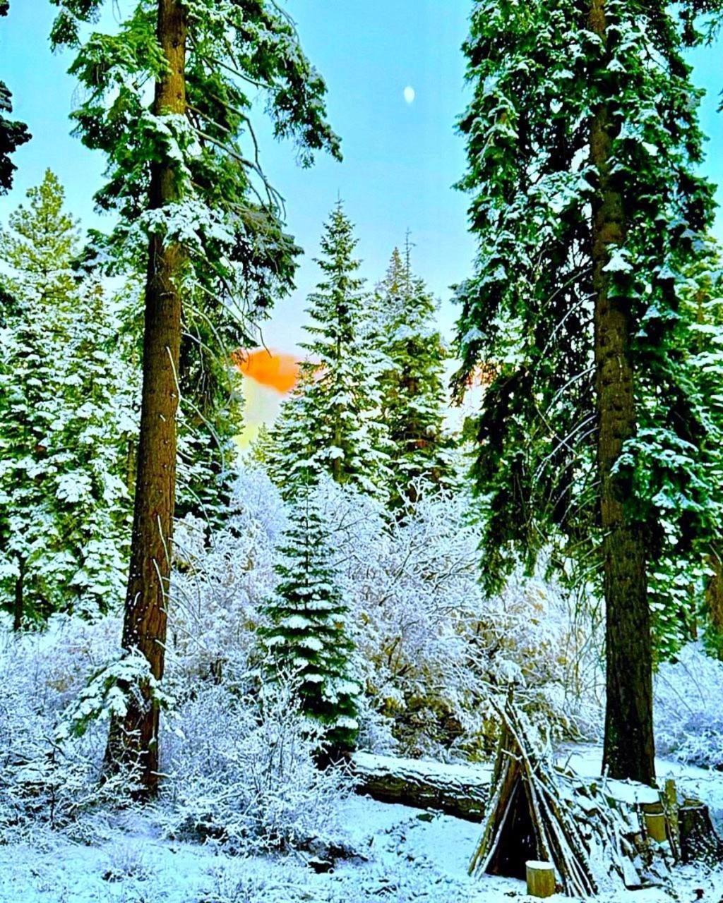 The Honey Bear Cabin Carnelian Bay Экстерьер фото